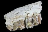 Oreodont Jaw Section With Teeth - South Dakota #81966-1
